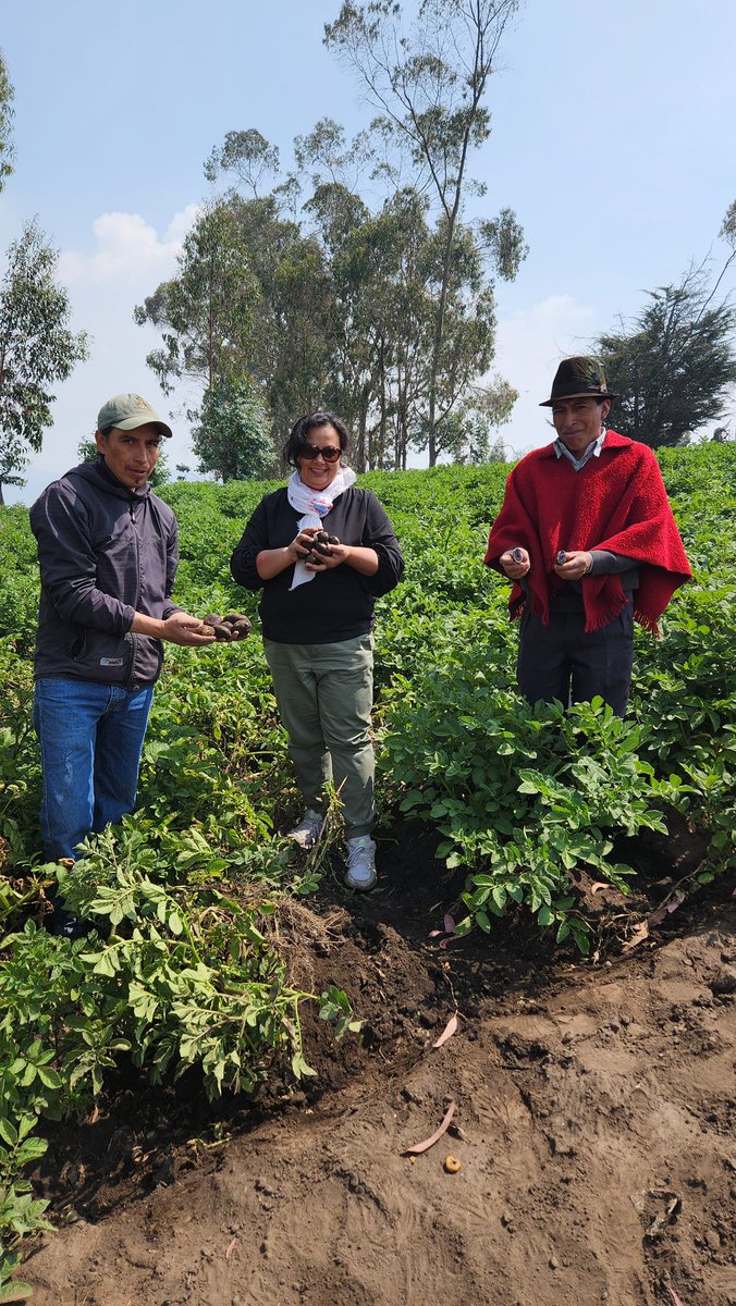 IniciativAndina's tweet photo. La Dra. Kalpana Sharma, Científica Senior del CIP, recorrió Ecuador para conocer el contexto andino y la situación de la enfermedad de punta morada y el psílido. Durante su recorrido destacó la necesidad de un enfoque de sistemas agrícolas para el manejo de esta enfermedad. 🌱💚 https://t.co/Aj4zsLbT8q