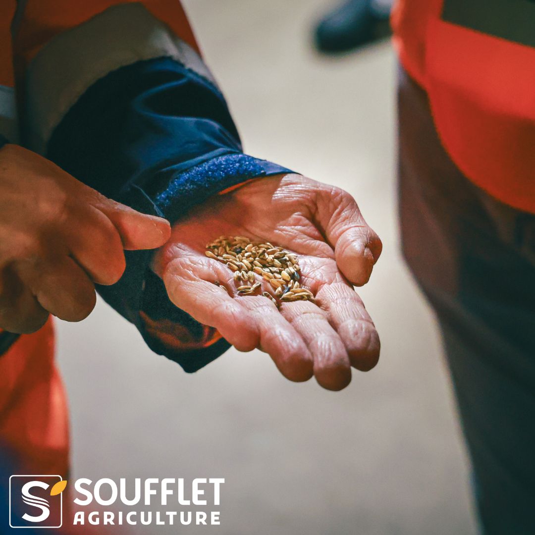 Soufflet Agriculture tweet media