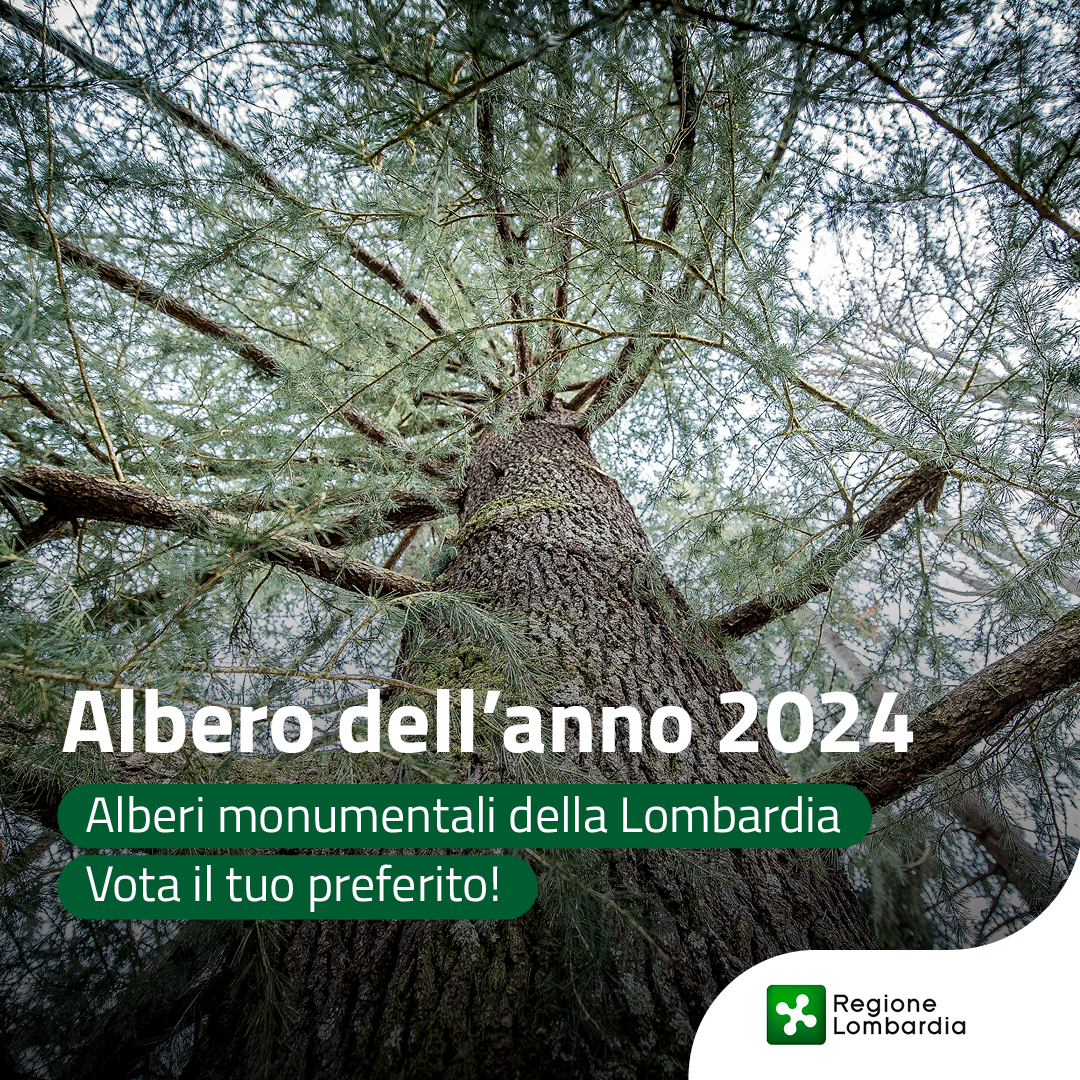Gli #alberimonumentali sono esemplari straordinari, una preziosa eredità sia per la storia che custodiscono che per il loro ruolo nell’ecosistema. 

Fino al 20 novembre guarda le foto selezionate e scegli l'albero o gli alberi che preferisci 🌿
👉reglomb.it/bhet50U74kP