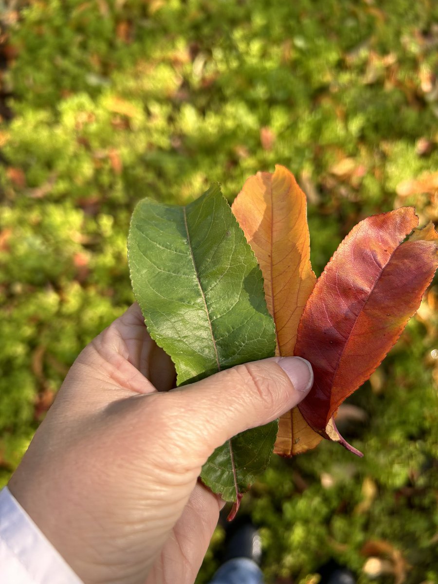 Aquells camps de flors de color rosa que fotografieu a l'estiu, a la tardor son igual de bonics amb tons verds i taronges. 🧡🤎💚
#fototardor 
📸 Meves