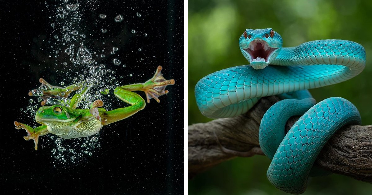 ZorzStudios's tweet photo. 30 phenomenal #MacroPhotos capturing #details that the #HumanEye could miss https://t.co/SGC4gTqPzK | #Hidrėlėy #WondersOfPlanet #nature #creatures #UnseenMacro #CollectionOfShots #CloseUpImages https://t.co/amdYSXfCLh