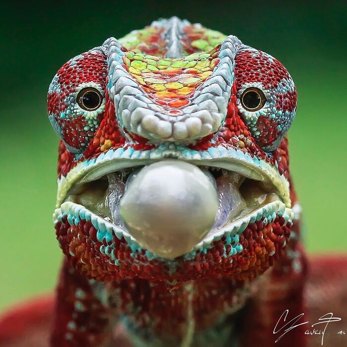 ZorzStudios's tweet photo. 30 phenomenal #MacroPhotos capturing #details that the #HumanEye could miss https://t.co/SGC4gTqPzK | #Hidrėlėy #WondersOfPlanet #nature #creatures #UnseenMacro #CollectionOfShots #CloseUpImages https://t.co/amdYSXfCLh