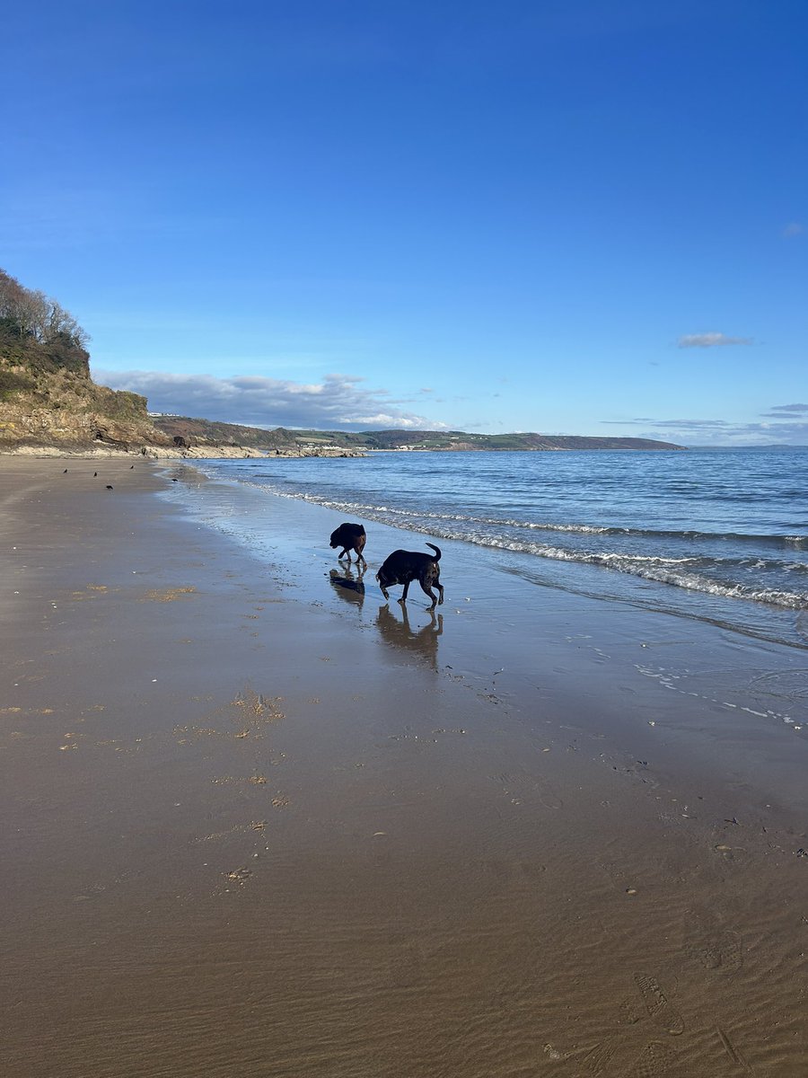 Making the most of the 🌞 Saundersfoot looking stunning this afternoon. Dogs reckon water temp still perfect for a swim 😂🐕🐕🐕🐾