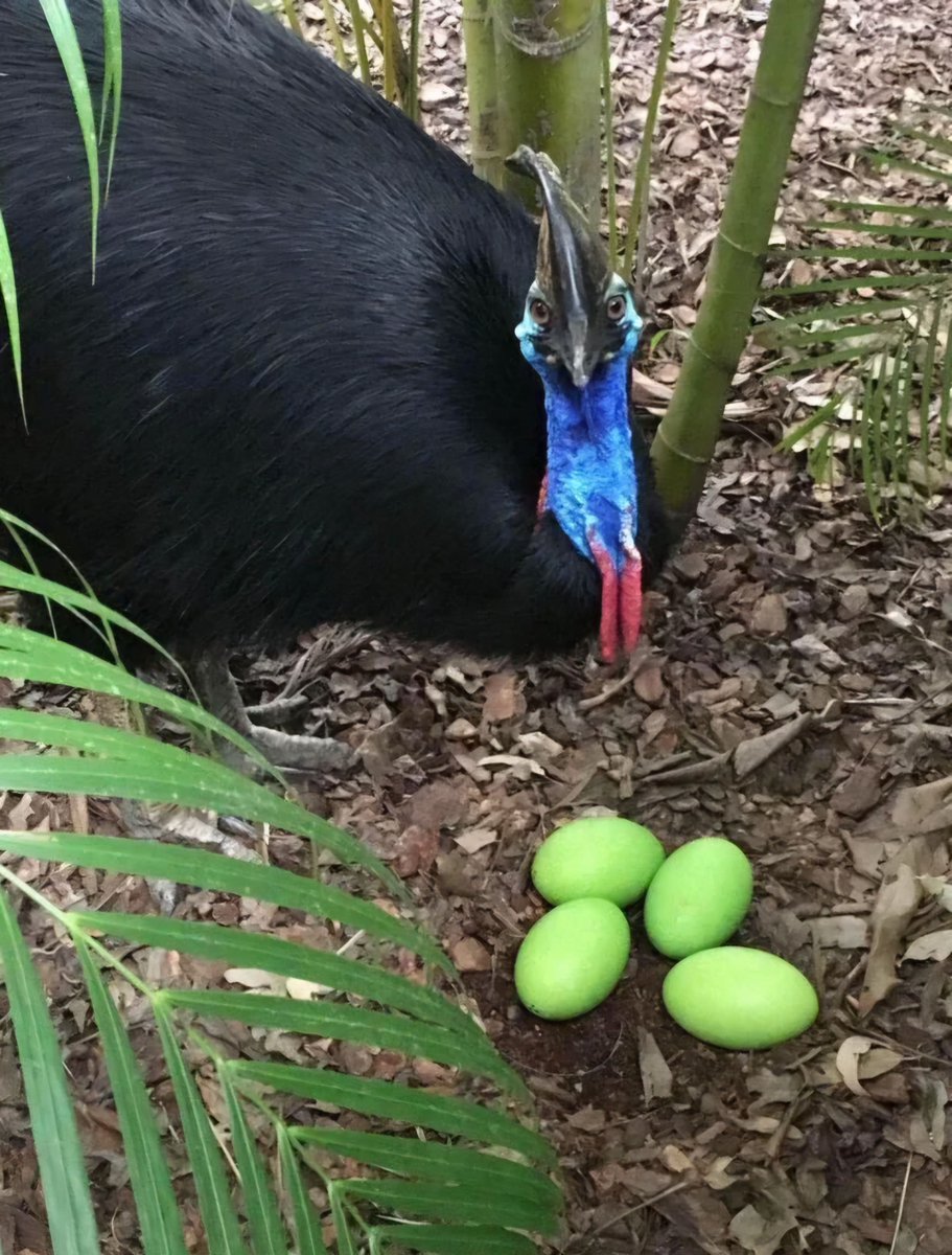 Did you know that cassowary (the world’s most dangerous bird) eggs are green in colored! https://t.co/9GdFF7vvRW
