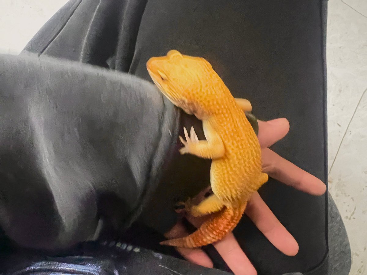 肥…美