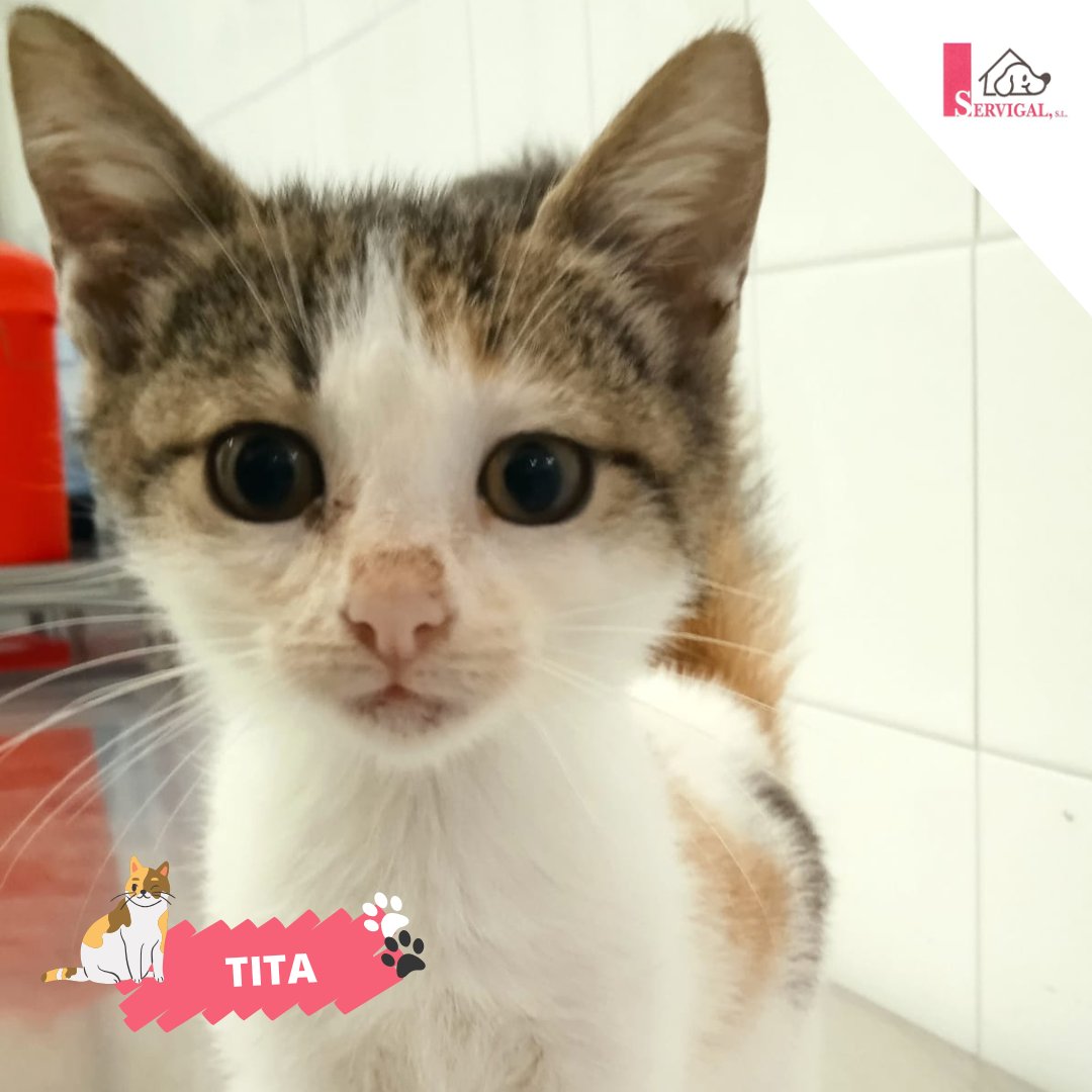 🐾 ¡Tita y Tati tienen mucho amor para dar! Son hermanas y buscan una familia en la que recibir los 💖 mimos y el cuidado que se merecen. Tienen 3 meses y son muy cariñosas, sociables y divertidas.

💞 ¿Te animas a darles una oportunidad? Llámanos al 981 679 083 📞