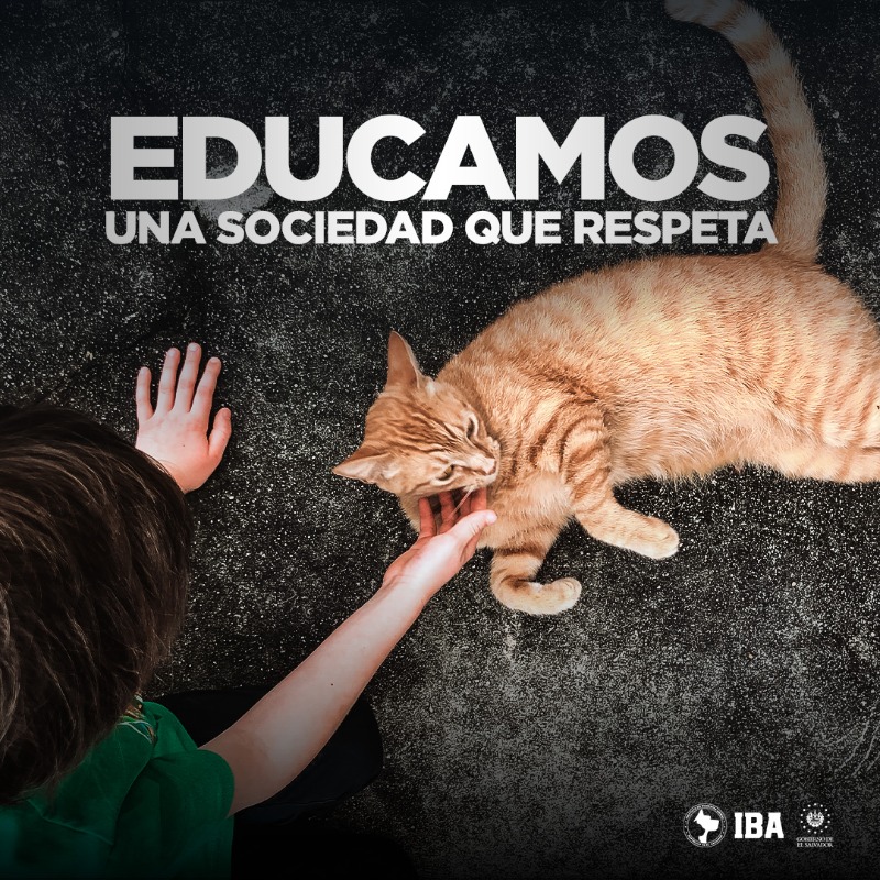 Instituto de Bienestar Animal tweet media