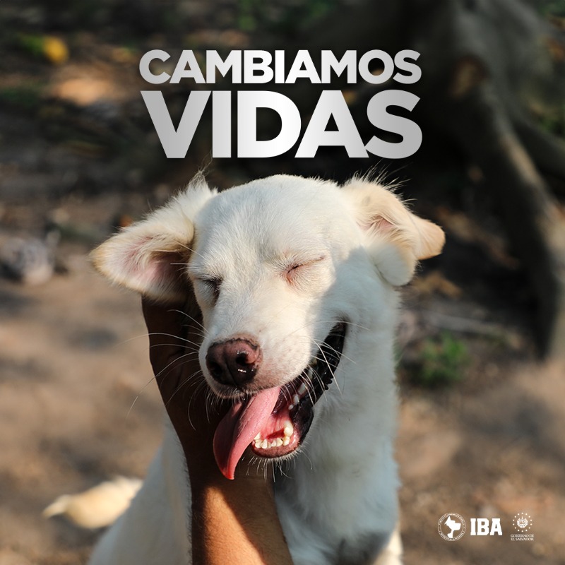 ibaelsalvador's tweet photo. ¡Transformamos sus vidas! 

Los rescatamos, curamos y rehabilitamos, para que sus heridas fisicas y emocionales sanen y estén listos para formar parte de una familia responsable, que los ame. https://t.co/zpyTpejHlE