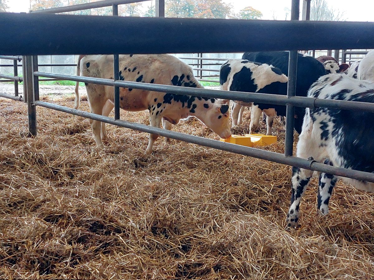 Delphine L.🚜🌽🐮🌾 (@delefe14) on Twitter photo Aujourd'hui c'était formation éthologie avec <a href="/Etho_diversite/">Etho-Diversité</a> !!!
Une super journée, enrichissante, pas mal de chose à mettre en place dans les exploitations. #labrossecestlavie 😁
#élevage
#normandie Aujourd'hui c'était formation éthologie avec <a href="/Etho_diversite/">Etho-Diversité</a> !!!
Une super journée, enrichissante, pas mal de chose à mettre en place dans les exploitations. #labrossecestlavie 😁
#élevage
#normandie