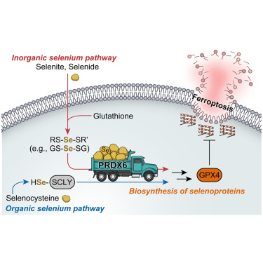 Online Now: PRDX6 dictates ferroptosis sensitivity by directing cellular selenium utilization dlvr.it/TGBDvX