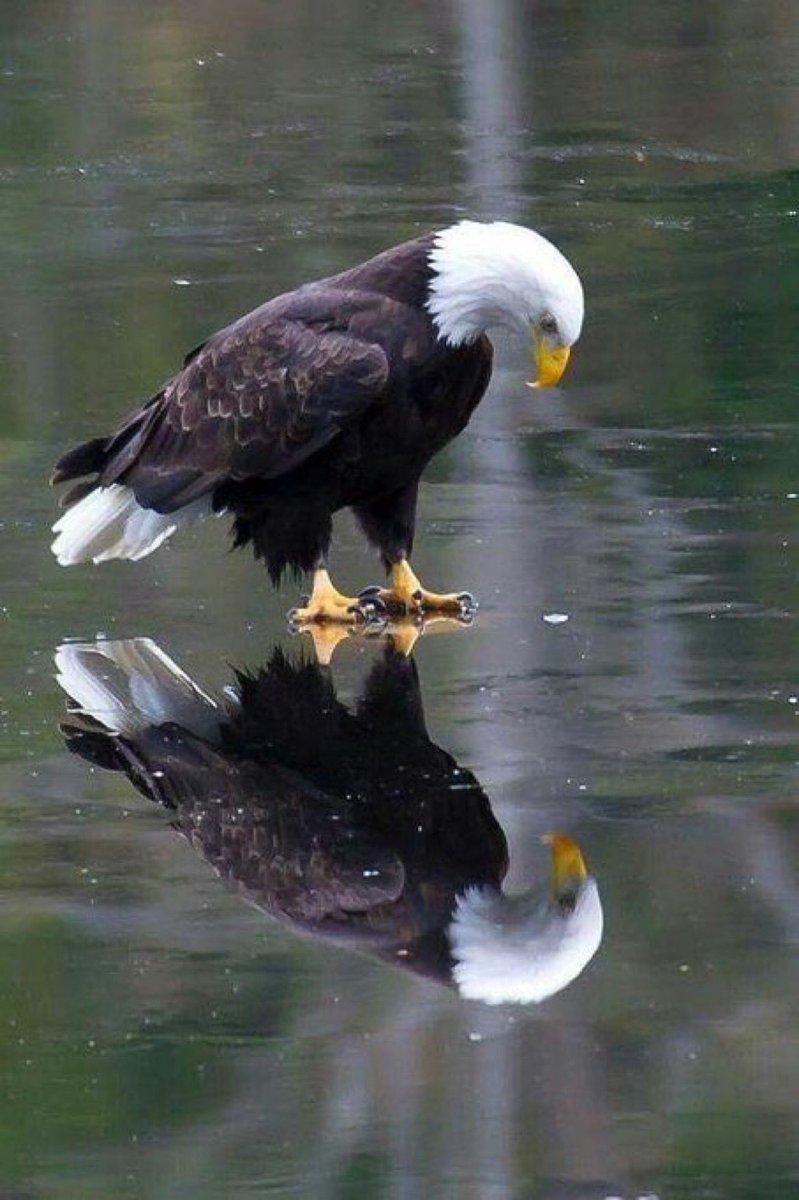 Roxanne22Ramsey's tweet image. My Veteran Warriors
I am your guiding light through the darkness, your strength holding you up with Honor, Respect & heartfelt Gratitude . Always be proud of that reflection- a Precious Life & a True Warrior ❤️🙏🇺🇸
#Turn22To0
#VeteransLivesMatter