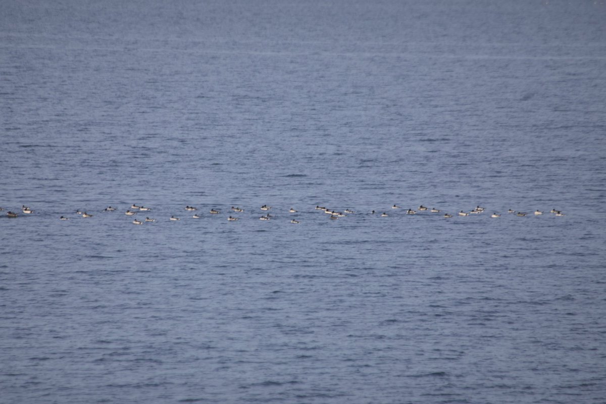 Only a small flotilla of Goldeneye in the Forth off Edinburgh at the moment, the bulk of them appear to be favouring the Fife side of the channel.