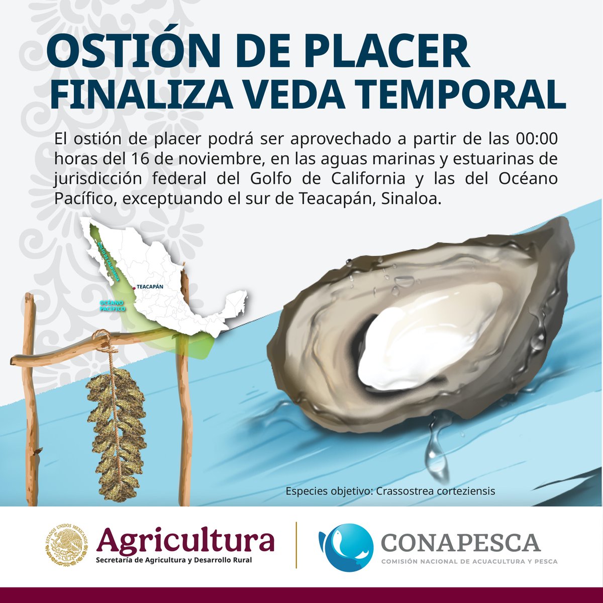 Conapesca's tweet photo. Finaliza veda temporal de ostión de placer.
#Veda #Ostión https://t.co/bRVQcOyXuY