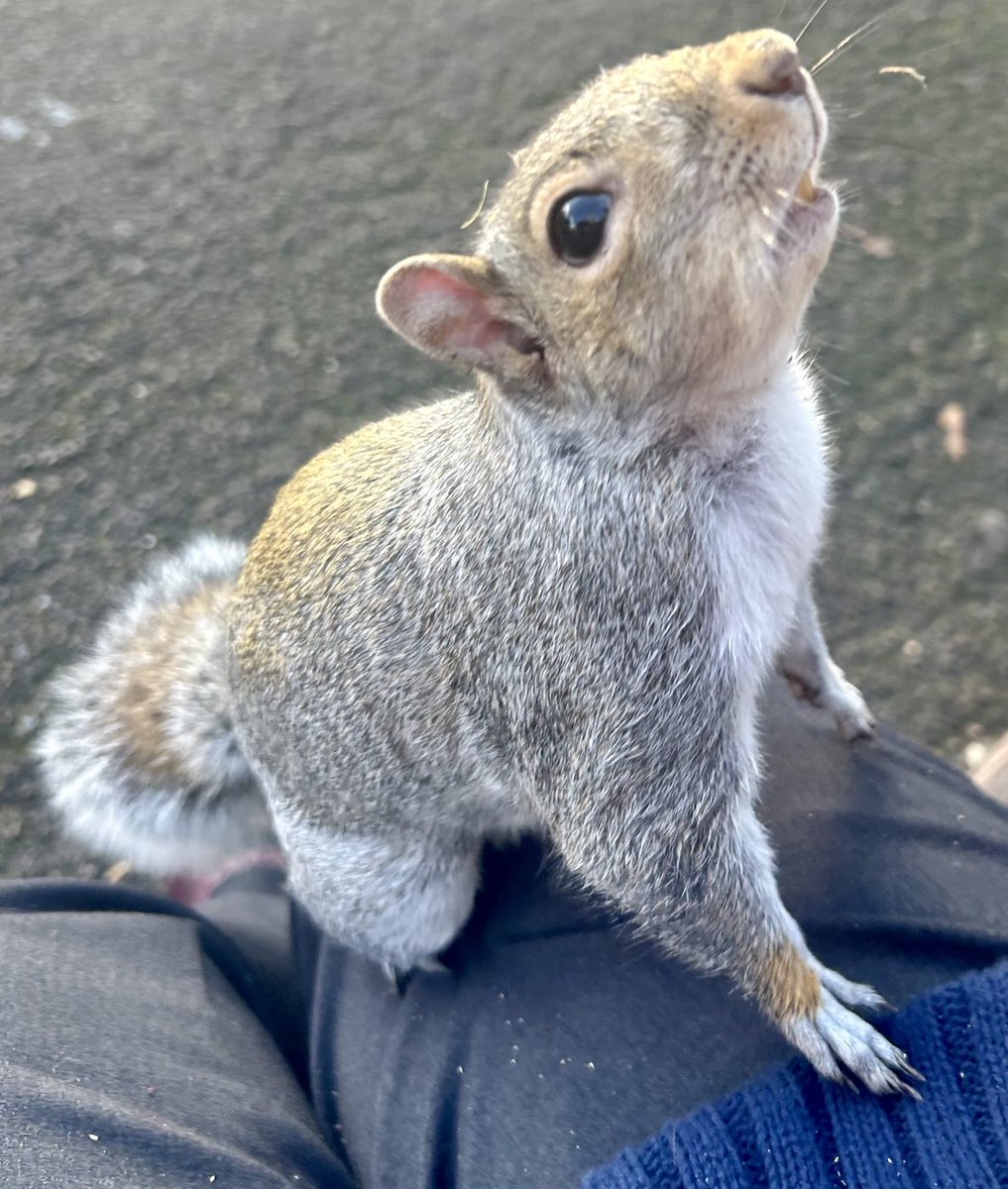 BromptonBunch's tweet photo. I can smell nuts in the air! #SquirrelScrolling https://t.co/lDfsTq0uxp
