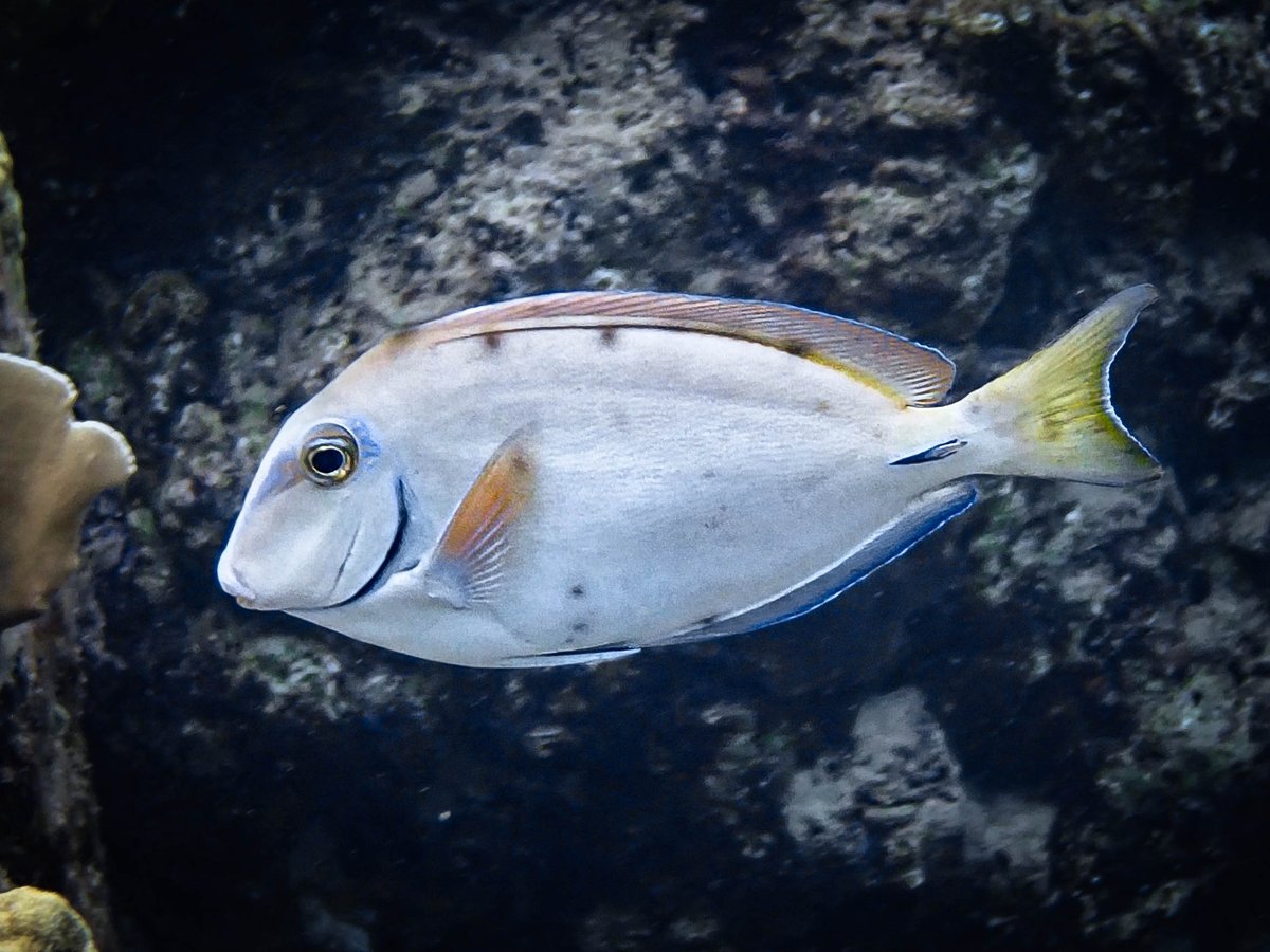Very happy to announce the release of our paper yesterday! It once again shows the importance of biological repositories for revealing the emergence of diseases. 

#Scaphanocephalus #Reeffish #Coralreefs

royalsocietypublishing.org/doi/epdf/10.10…