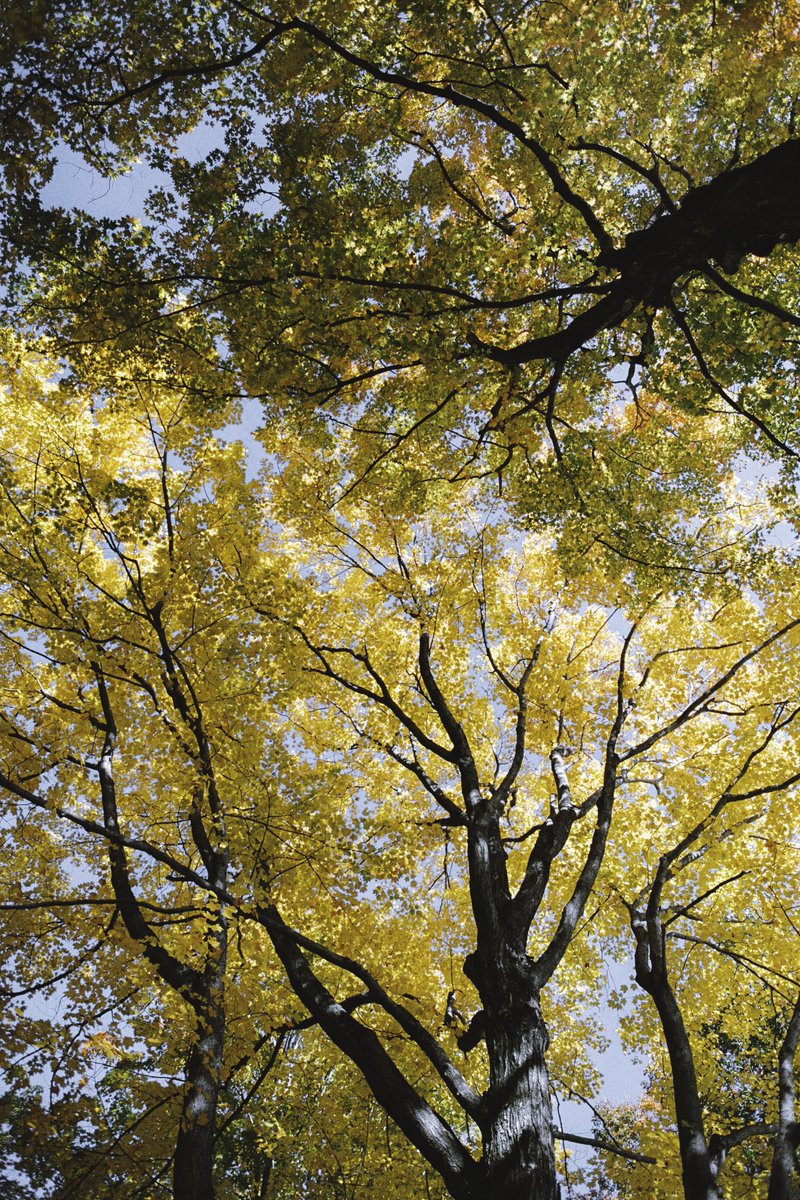 johncwingfield's tweet photo. Autumn in Maine 🍂 https://t.co/YTkH9F2qEl