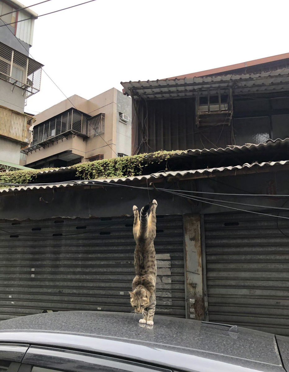 jendovekim's tweet photo. 功夫小猫🐱 https://t.co/FSe7MRUq4m
