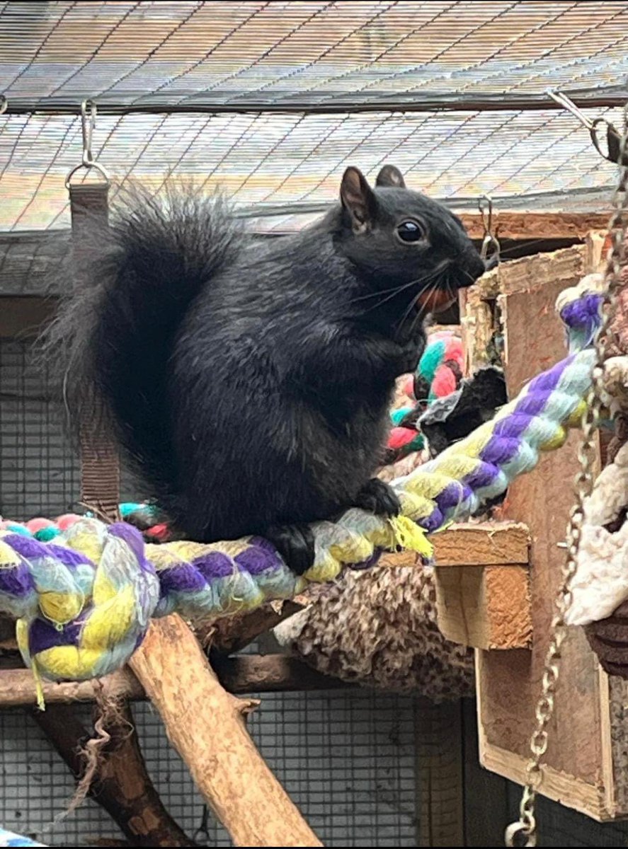 Winter’s coming especially for midnight 🖤🐿️🐿️🐿️🐿️ hitchinsquirrelrescue.co.uk