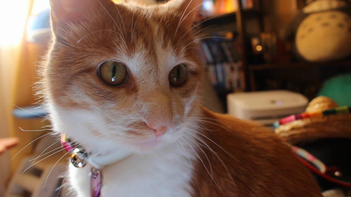 Gonzo Does Tweets🐈he/him tweet media