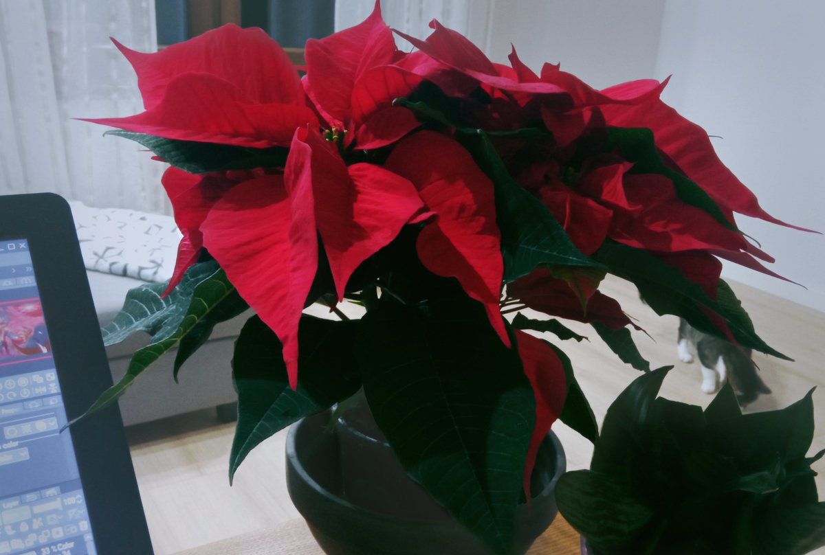 LolKraTO's tweet image. 🌼