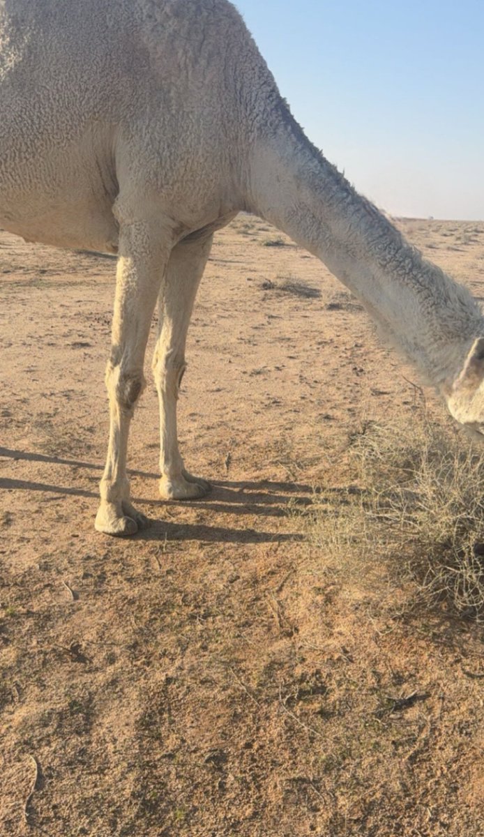 هذا مودي يوم كلٍ له من الناس مود 
هي طراة العمر والعمر له ذوق وطراه