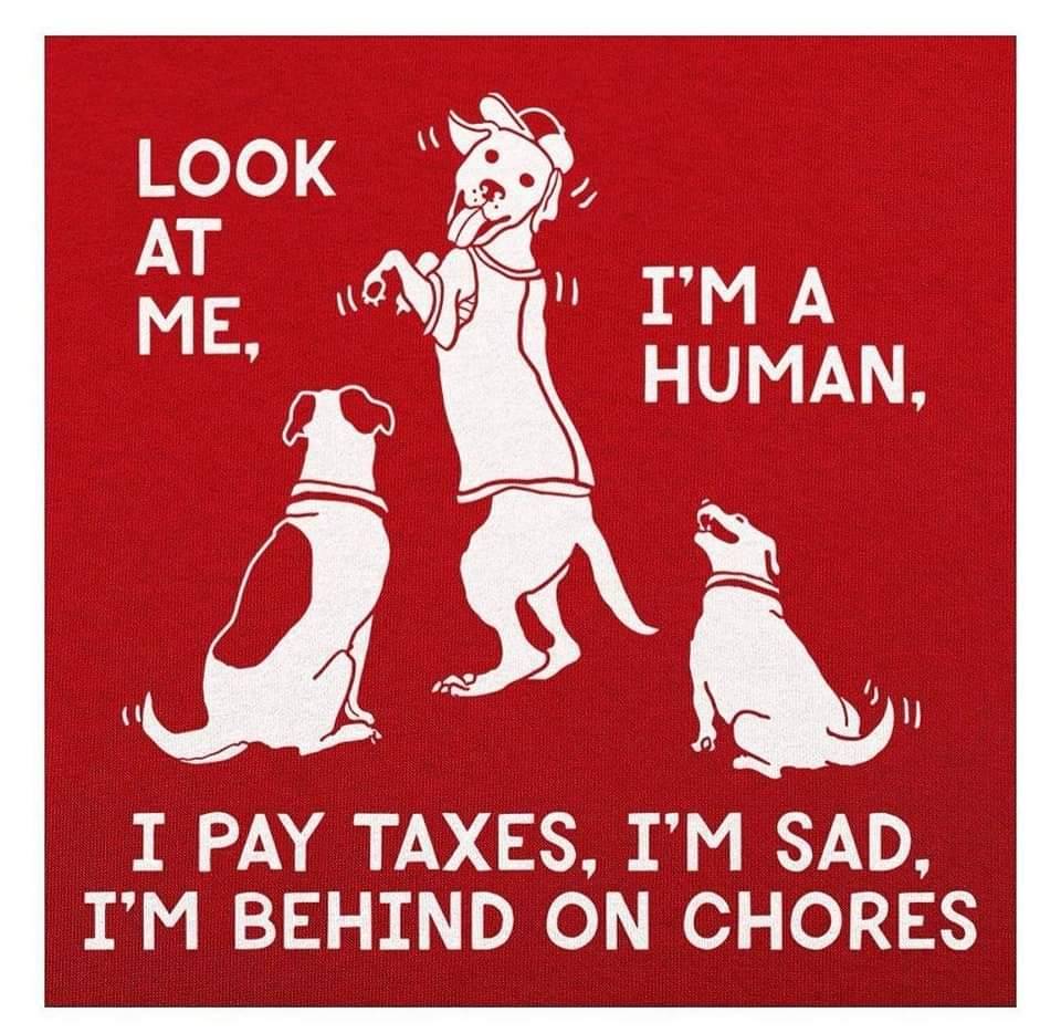 Heckin Good Dogs (@heckingooddogs) on Twitter photo 