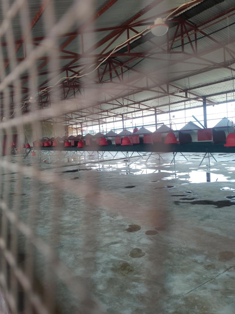 Gil_Niyonkuru's tweet photo. "Disinfection isn’t just a task; it’s a promise of protection. Keep your flock safe by keeping it spotless."
#FarmWithGilbert
#NoFarmsNoFoods https://t.co/pL0De0mcqN