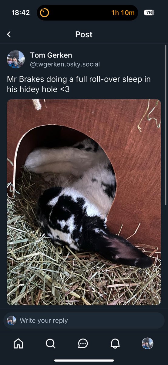 New rabbit content about the nine-year-old bunny I adopted on @twgerken.bsky.social