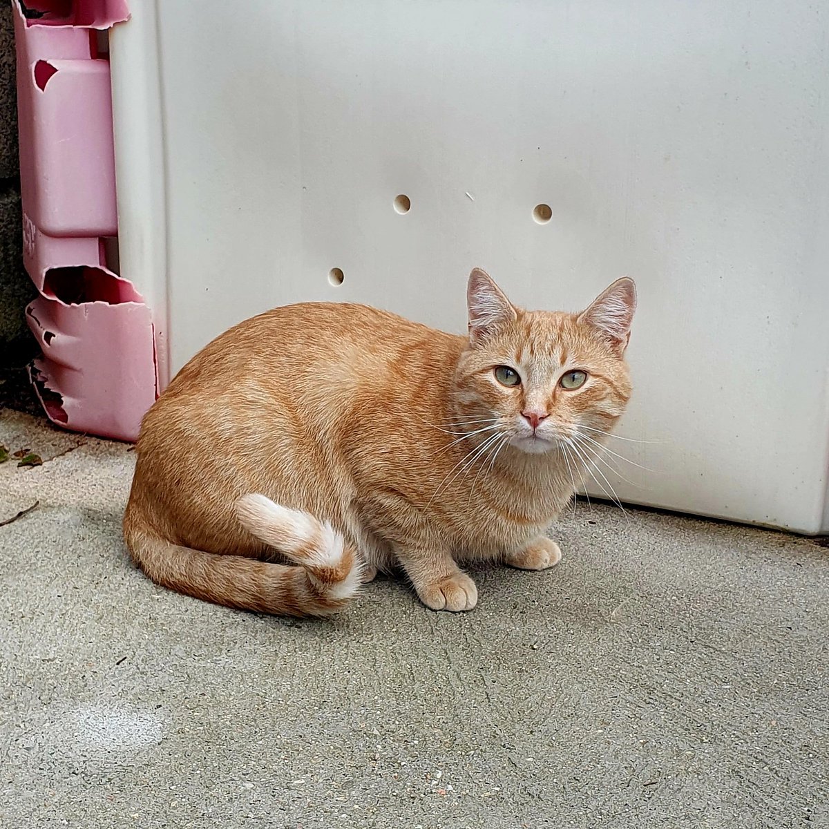 SIRO es un gatito muy especial pero que está teniendo muy mala suerte. Lo abandonaron teniendo unos 10 meses, es muy pero que muy cariñoso, pero han ido pasando las semanas y los meses haciéndose invisible. Si te animas a darle una oportunidad, te enamorarás de él😻

#Adopta