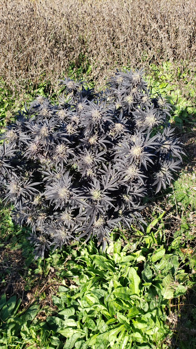 MarijuanaSeeds's tweet photo. Alien OG turned black outside :) https://t.co/EvOl8piAXo
