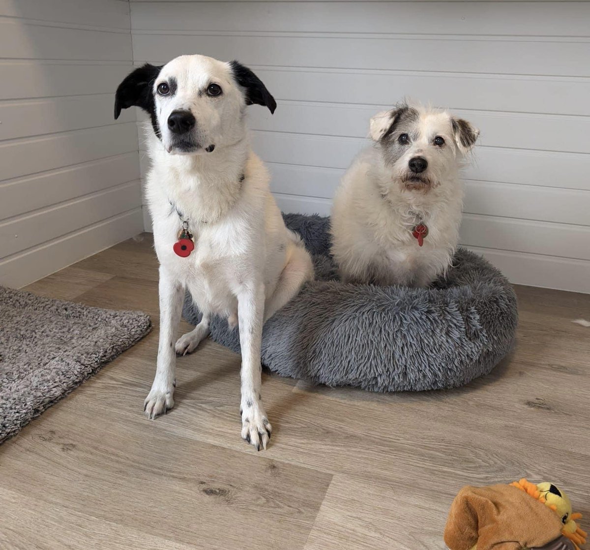 Very urgent, please retweet to help Oscar an Freya find a home together #AYR #SCOTLAND #UK ⭐️🐶🐶⭐️
BONDED PAIR Aged 8 and 11 at risk of being split as no one has shown interest in adopting them together.
Oscar &amp; Freya - In Ayr looking for a home together  Oscar DOB 1.6.16