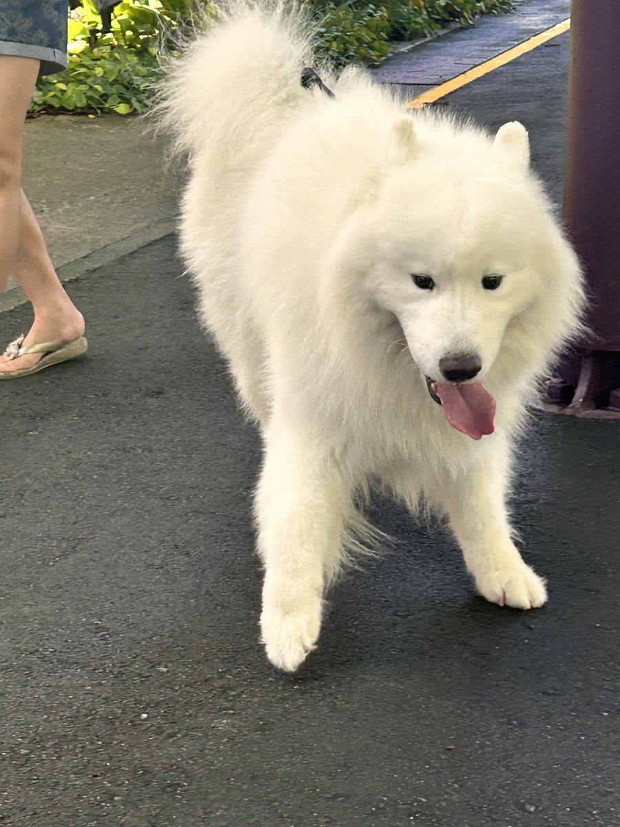 Very beautiful dog, my friend and I took it for a walk