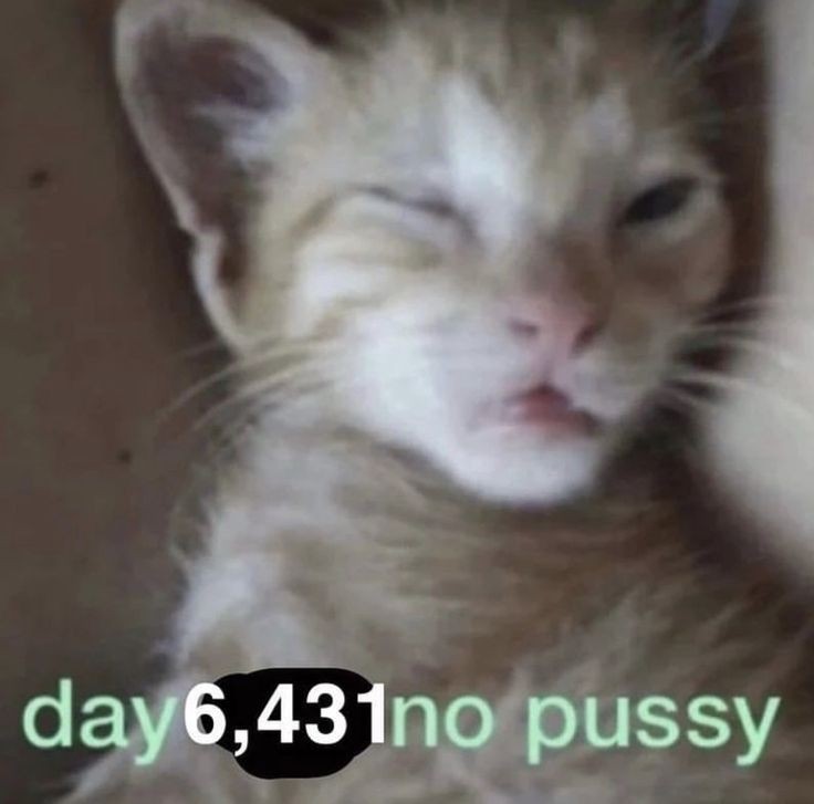 perfil dedicado a gatinhos e peitos tweet media
