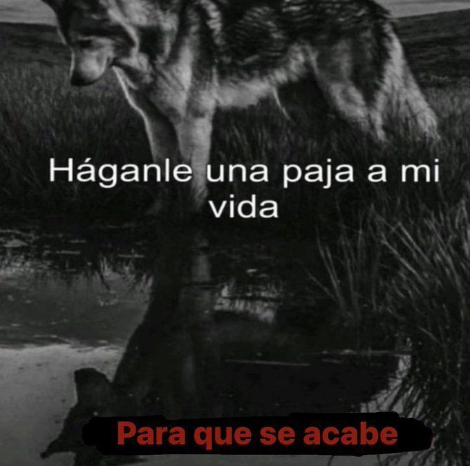 chincheto pirata somali (@wikipistacho) on Twitter photo 