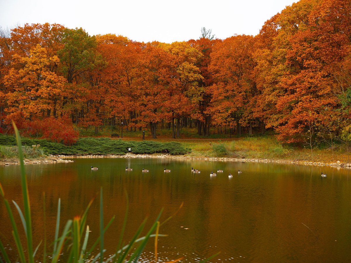 Alumni Association of the University of Michigan tweet media