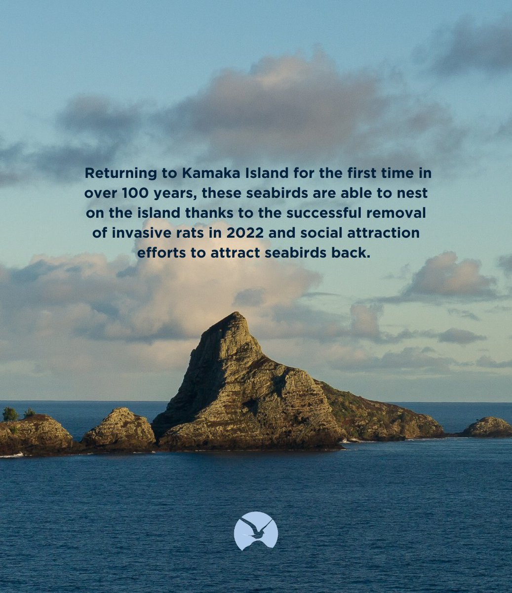 IslandConserv's tweet photo. Great news: For the first time in over 100 years, Endangered Polynesian storm-petrels have returned to Kamaka Island, French Polynesia thanks to the removal of invasive rats and social attraction work to bring these seabirds back!

Full story here: https://t.co/VGeXpHx0J8 https://t.co/WLXWKYJVzY