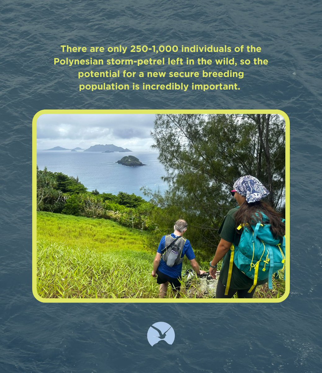 IslandConserv's tweet photo. Great news: For the first time in over 100 years, Endangered Polynesian storm-petrels have returned to Kamaka Island, French Polynesia thanks to the removal of invasive rats and social attraction work to bring these seabirds back!

Full story here: https://t.co/VGeXpHx0J8 https://t.co/WLXWKYJVzY