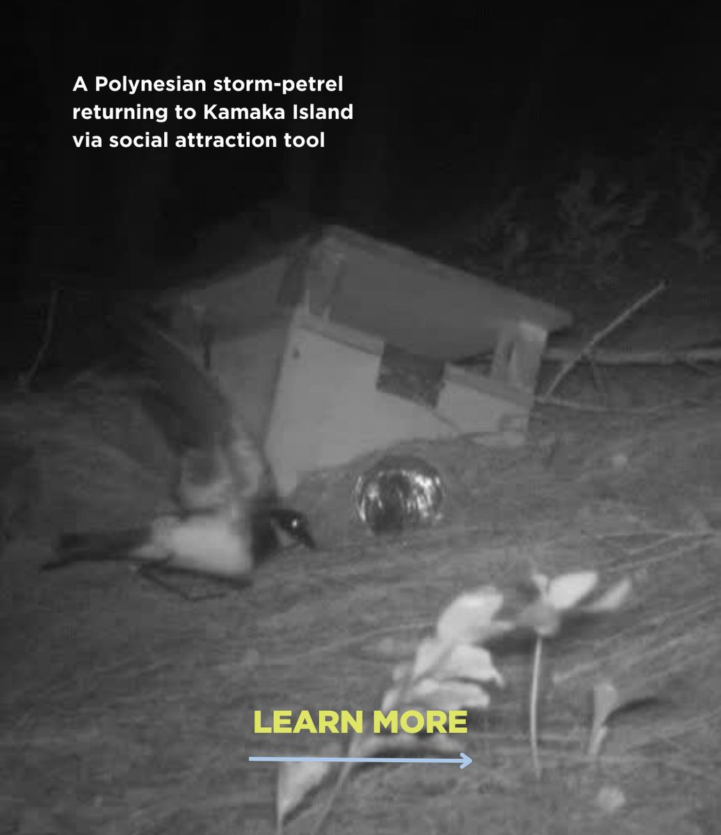 IslandConserv's tweet photo. Great news: For the first time in over 100 years, Endangered Polynesian storm-petrels have returned to Kamaka Island, French Polynesia thanks to the removal of invasive rats and social attraction work to bring these seabirds back!

Full story here: https://t.co/VGeXpHx0J8 https://t.co/WLXWKYJVzY
