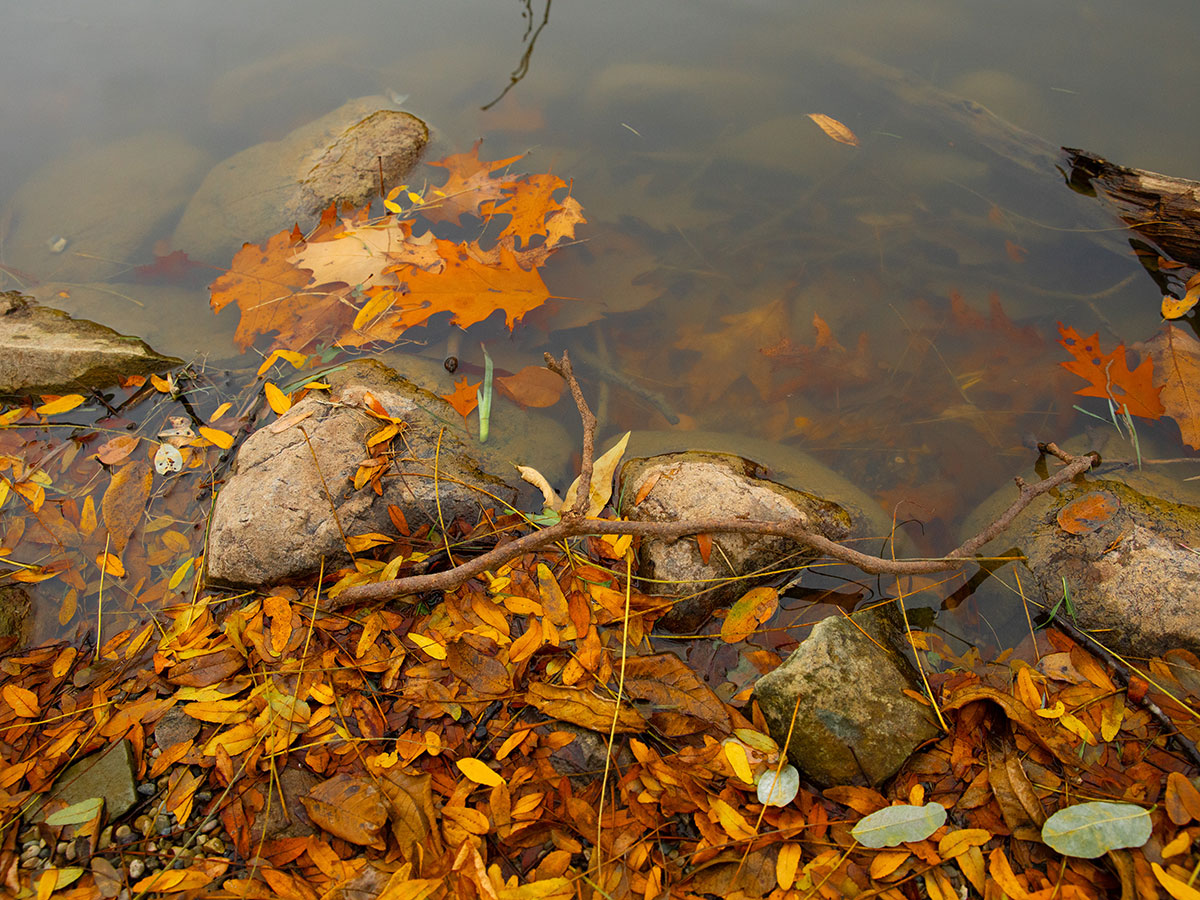 Alumni Association of the University of Michigan tweet media