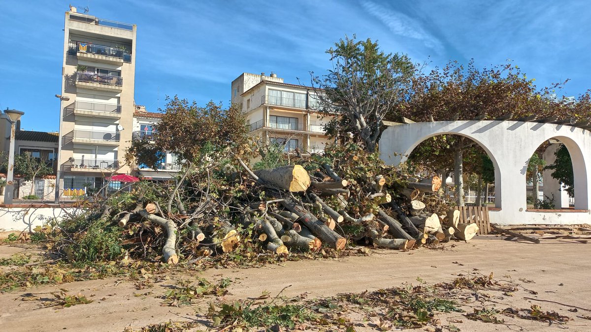 SosCostaBrava's tweet photo. SOS Costa Brava se suma a la mobilització veïnal per frenar la tala indiscriminada de plàtans del passeig del Mar de Palamós: serà a les 12 h, a davant del monument als Pescadors. https://t.co/qJN01e6wQT #SOSCostaBrava https://t.co/aAHBXV6z9r