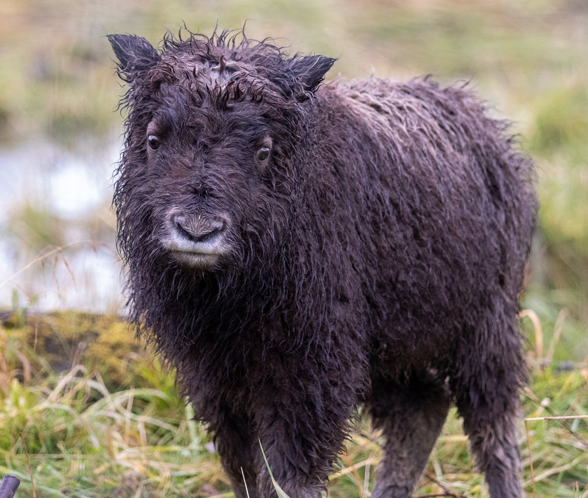 🫢🙌 #roamfreely #gomuskox #letsgobaby #muskox #newaddition #awcc #akwildlife