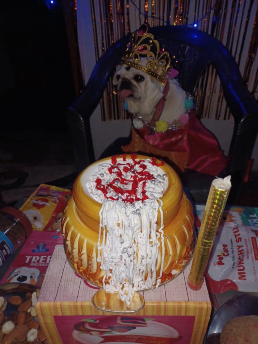 Smritis28141926's tweet photo. Happy children's day from my kids 🐕‍🦺🦮🐶🐕2 all  #childrensday 
#baaldivas 
#14thnovember 
#chachanehru 
#babyshower 
#DogsLover 
#dogsbirthday 
#celebration 
#princess 
#prince 
#heartbeat 
#DOGS 
#dogsontwitter 
#bachhaparty
#PartyAnimals 
#PartyCat 
#party 
#partyaholic https://t.co/KRlylhHfja