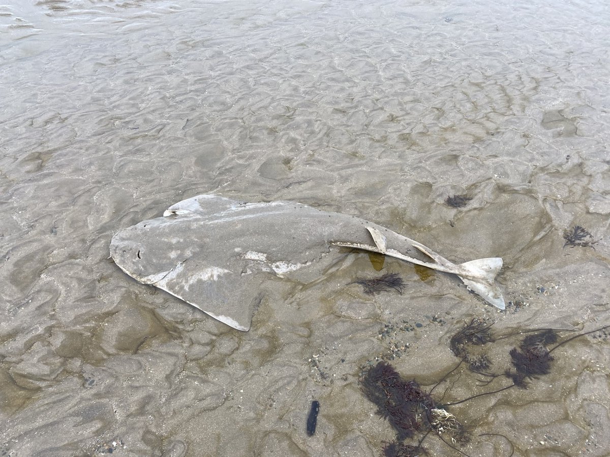 Rob Deaville (@strandings_man) on Twitter photo Back at <a href="/ZSLScience/">ZSL Science</a> after meeting my CSIP colleague <a href="/MatthewWestfie3/">Matthew Westfield</a> to relay transfer a Welsh stranded common dolphin and two angelsharks. #CSIOfTheSea exams to follow soon- sharks to be examined at the end of the year with colleagues from <a href="/ProjectSIARC/">SIARC</a> and <a href="/angelshark2014/">Angel Shark Project</a> Back at <a href="/ZSLScience/">ZSL Science</a> after meeting my CSIP colleague <a href="/MatthewWestfie3/">Matthew Westfield</a> to relay transfer a Welsh stranded common dolphin and two angelsharks. #CSIOfTheSea exams to follow soon- sharks to be examined at the end of the year with colleagues from <a href="/ProjectSIARC/">SIARC</a> and <a href="/angelshark2014/">Angel Shark Project</a>