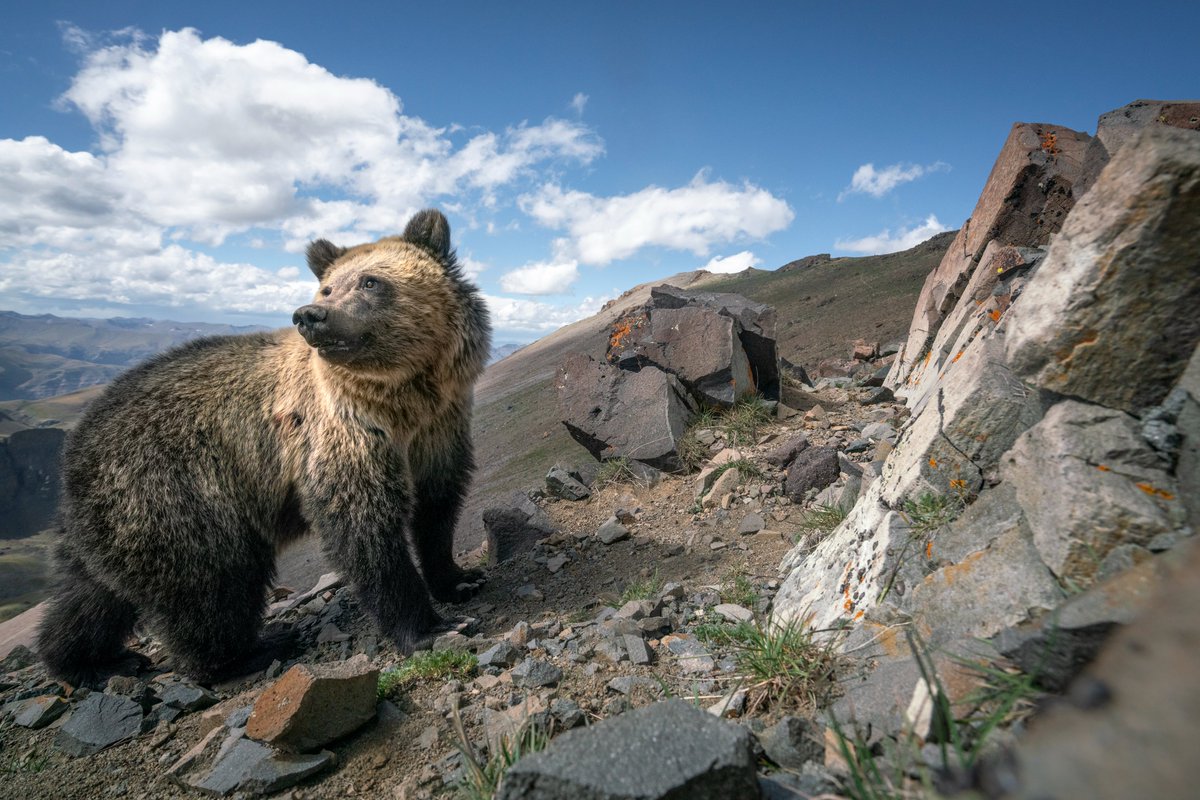 The grizzly shown here has ventured to the high alpine slopes of the Absaroka Mountains in Wyoming, where army cutworm moths make up an important part of the grizzly diet, with bears eating as many as to 60,000 moths per day. 📷 by ’24 People’s Choice Finalist Jessica Hadley