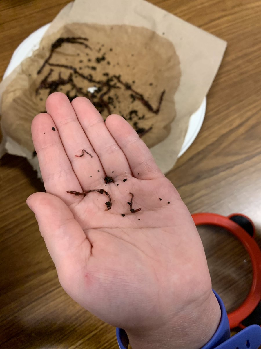 Thank you to <a href="/AITCNL/">Agriculture in the Classroom NL</a> for visiting Grade One yesterday to help <a href="/ARoseKINDER1/">Angela Rose</a> set up the class vermicompost! The children enjoyed getting their hands on some worms! We learned a lot and Wednesdays are now “Worm Wednesday” as that’s when we need to feed them. 🪱

@ElizabethParkEl