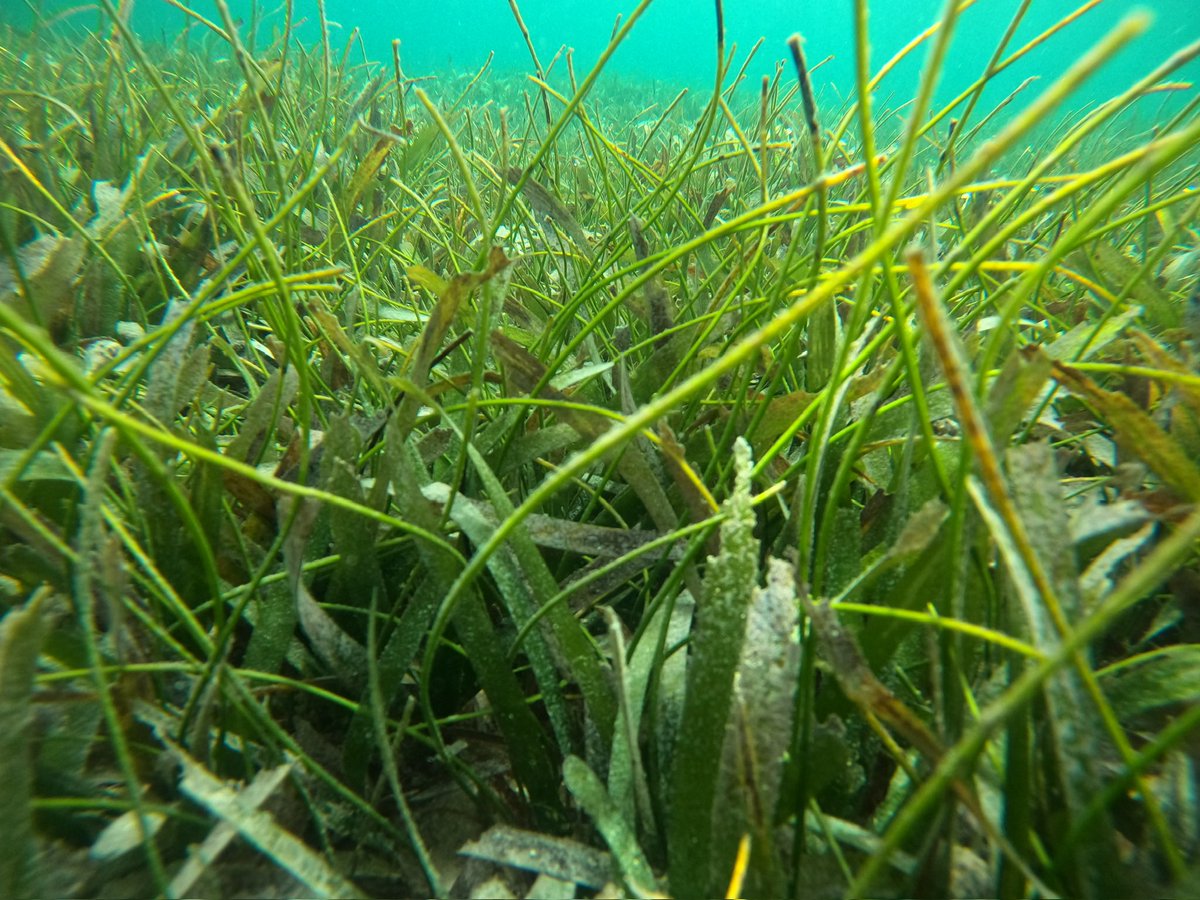 Hailey-Hannah Cottet (@haileyhannahc) on Twitter photo Thrilled to have visited Guadeloupe to study tropical seagrass species!
Thanks to <a href="/MarineMicrobio/">Max Planck Institute for Marine Microbiology</a> and <a href="/UnivAntilles/">UnivAntilles</a> Thrilled to have visited Guadeloupe to study tropical seagrass species!
Thanks to <a href="/MarineMicrobio/">Max Planck Institute for Marine Microbiology</a> and <a href="/UnivAntilles/">UnivAntilles</a>