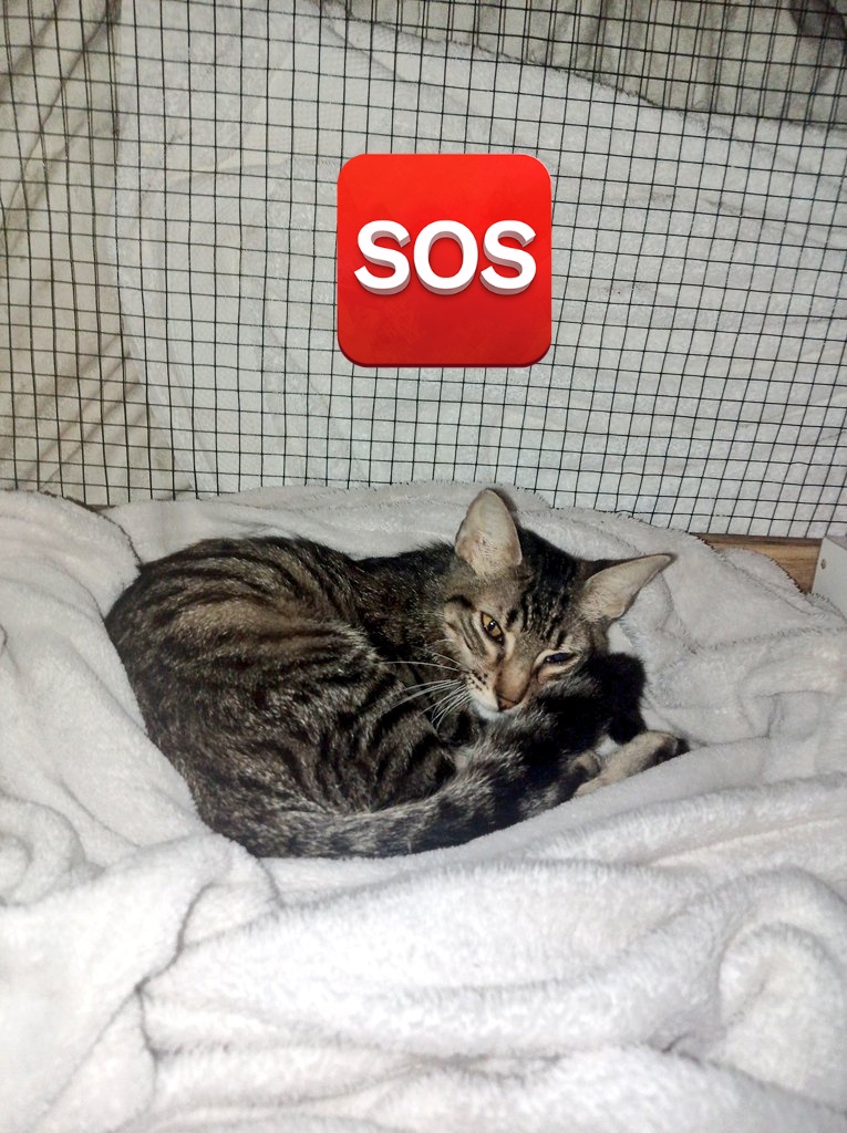 _arlettesalazar's tweet image. ❤️‍🩹Vamos s/340 de los s/1040 que se necesita para la trasfusión📢

Máxima difusión ‼️ 

Mientras más pasé tiempo kiwi pierde más hematocrito y probablemente necesite mas unidades de sangre. Porfavor ayudemos a lograrlo. El sigue comiendo😿🙏🏻

🚨Yape/Plin 934962128 Jaquelyn Salazar