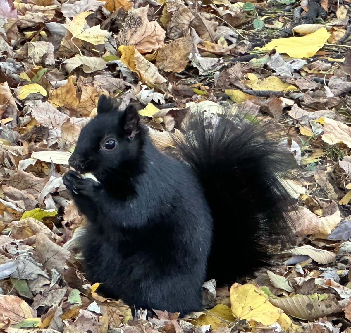 GoingWildTV's tweet image. Squirrel mass migrations by the thousands have occurred several times over the past 200 years!  Why? Here’s the answer (8 minutes listing time). 
cbc.ca/listen/live-ra…