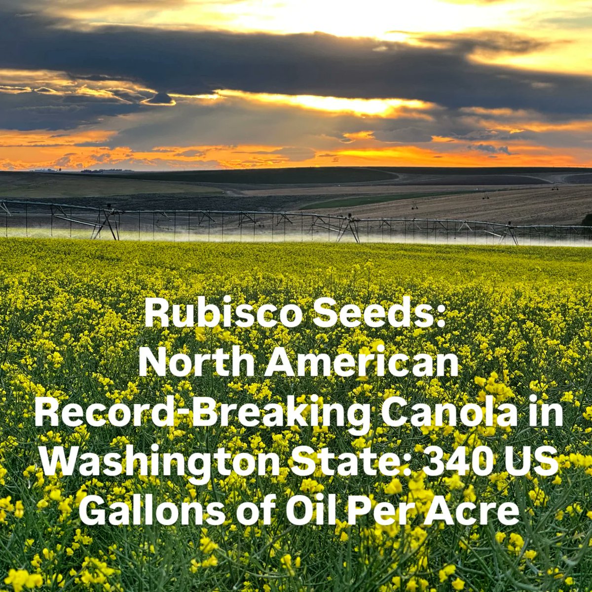 Rubisco Seeds: North American Record-Breaking Canola in Washington State: 340 US Gallons of Oil Per Acre – Rubisco Seeds