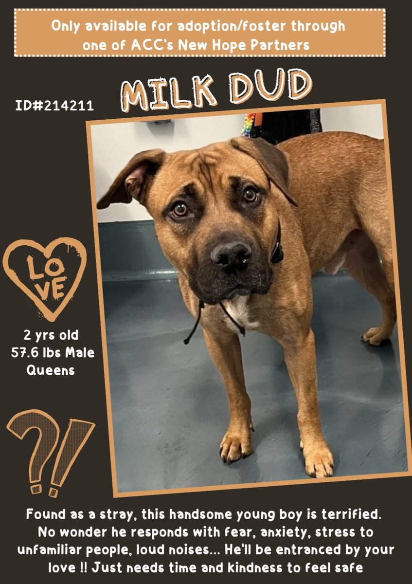EASpenser's tweet photo. 🤎MILK DUD, age 2 💔#ImTerrified
#Stray— his whole life? Escaped from dog-fighter?
Either way, he has reason to freeze in attempts @ handling. Who knows what "human hands coming at me" means to him?
#RescueOnly He needs an experienced #foster to help him learn life w/o fear. https://t.co/T4tj4rdoew